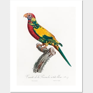 The Rainbow Lorikeet, Trichoglossus moluccanus from Natural History of Parrots (1801—1805) by Francois Levaillant. Posters and Art